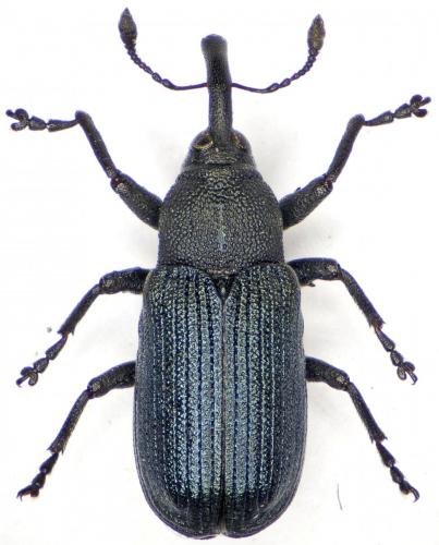 Magdalis duplicata